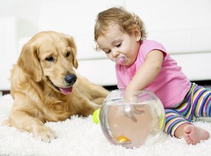 Chem dry carpet cleaning safe for your loved ones